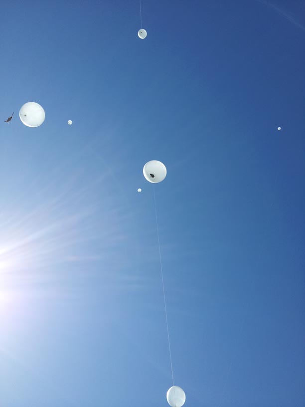  BalloonLaunch2 Helium filled weather balloons all with scientific payloads in their gondolas. 